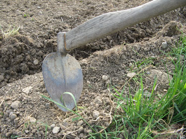 On utilise le cœur de bœuf (ou la binette) pour aérer le sol et surtout pour ôter des grosses mottes de mauvaises herbes (rumex, chardons...)