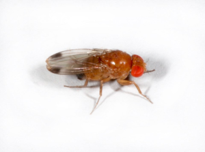 Suzukii